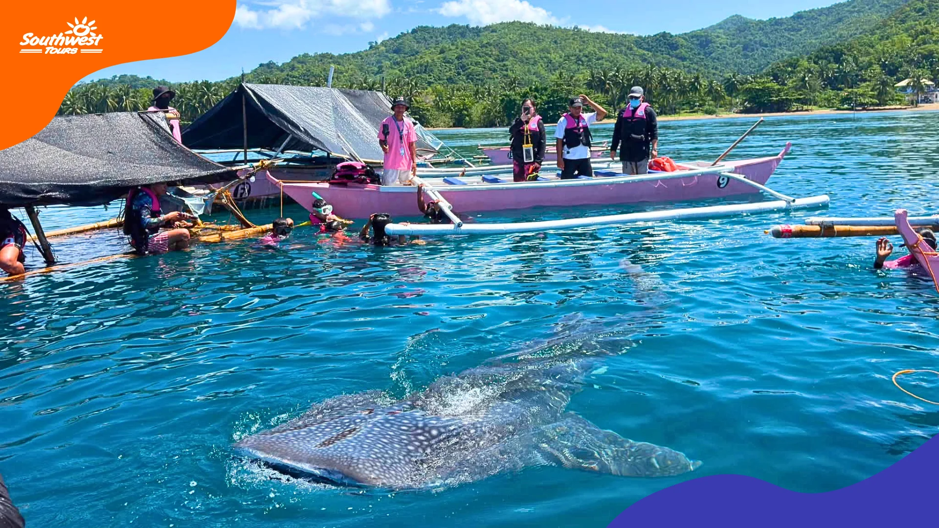 Whale Shark